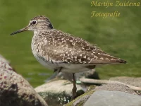 Bosruiter [Tringa glareola]